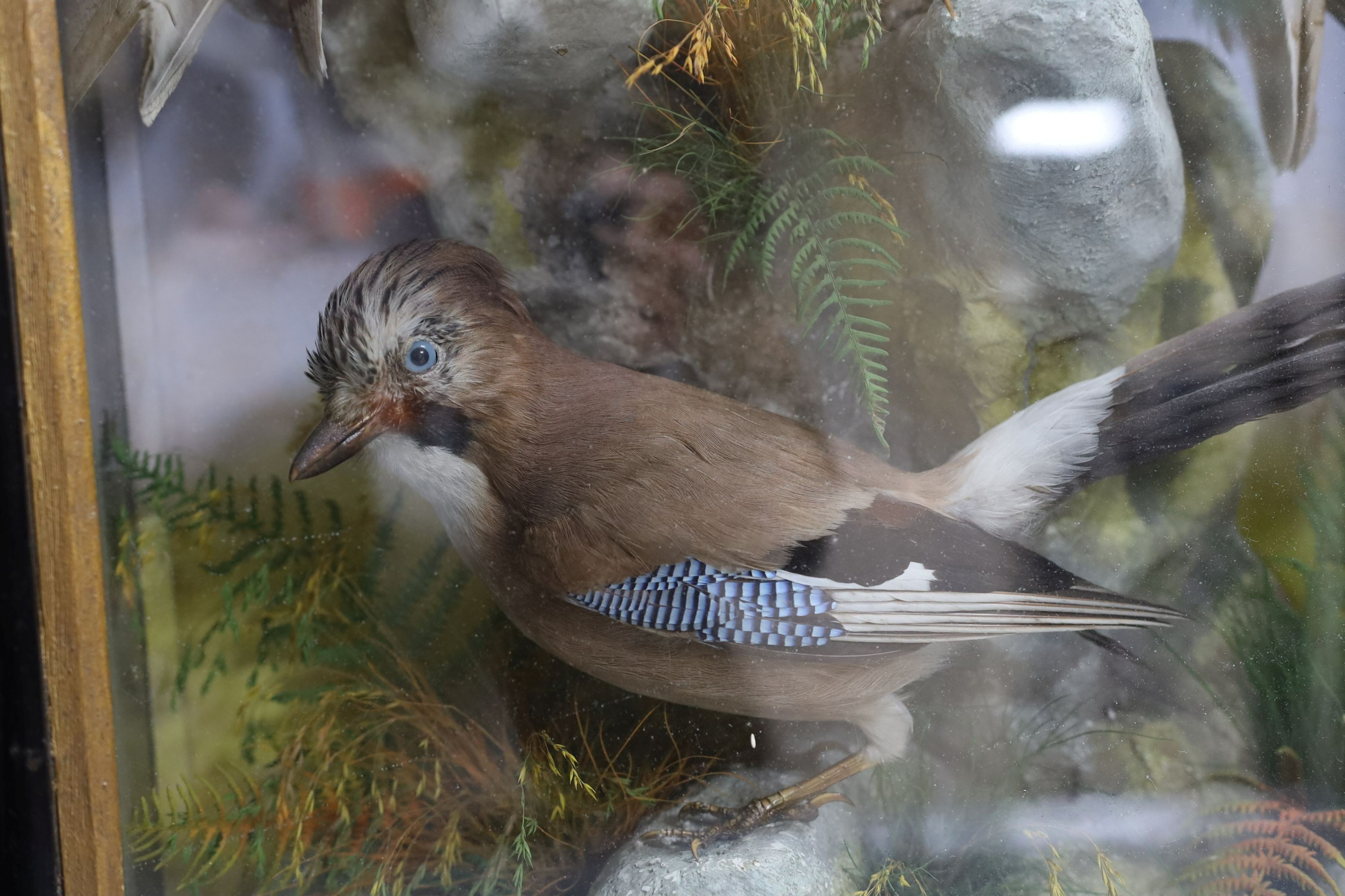 A pair of taxidermic perched Barn Owls, together with a Jay amongst terrain in wooden glazed case - 62.5cm tall